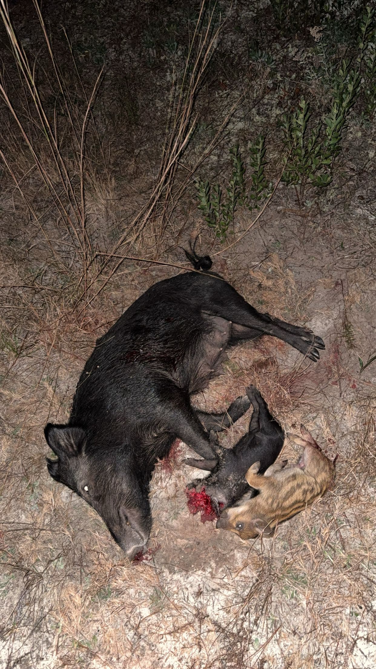 Trail camera wildlife