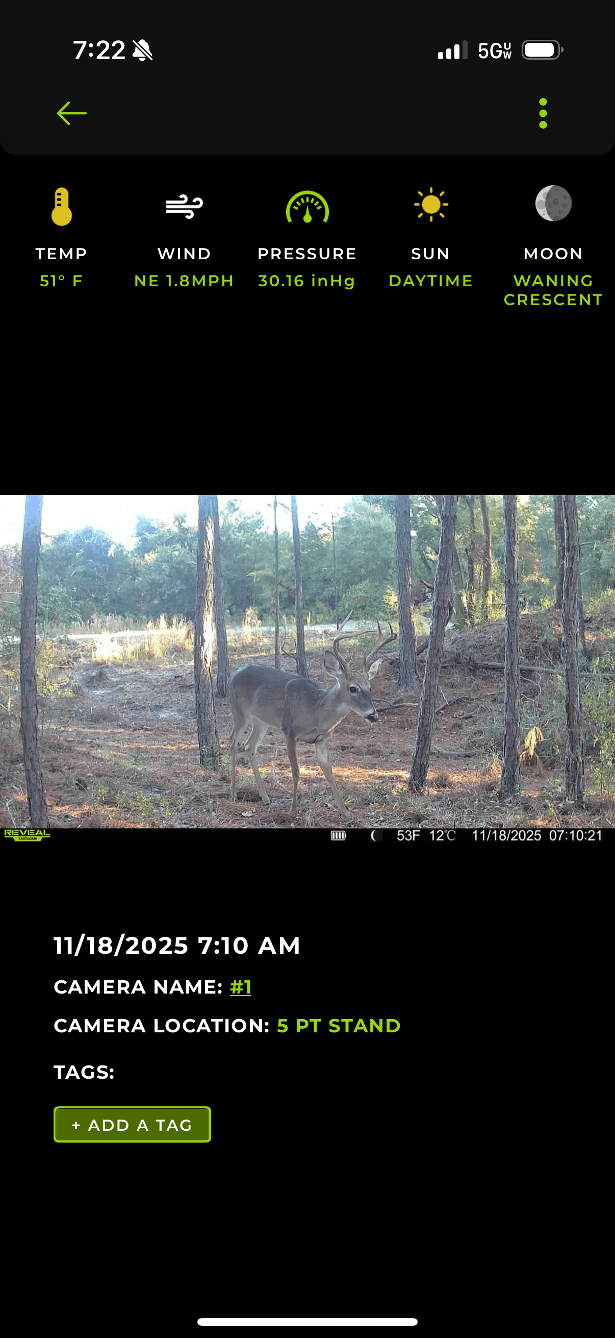 Buck sighting