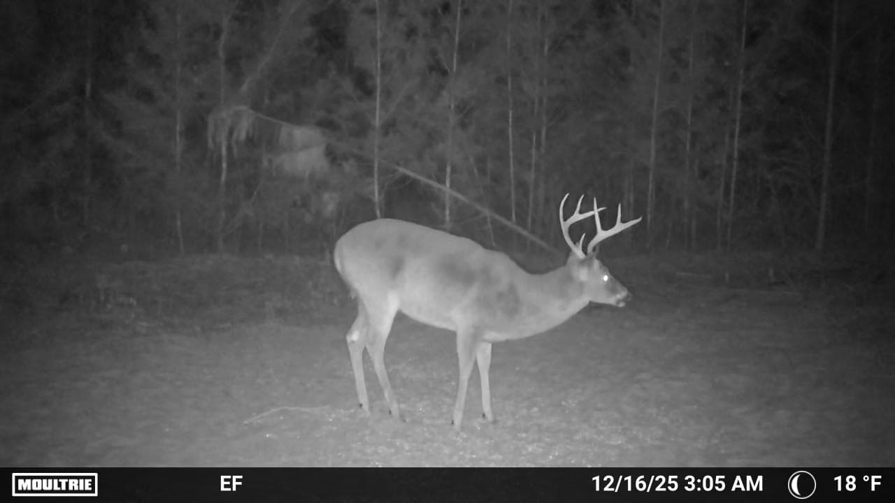 Trail cam capture