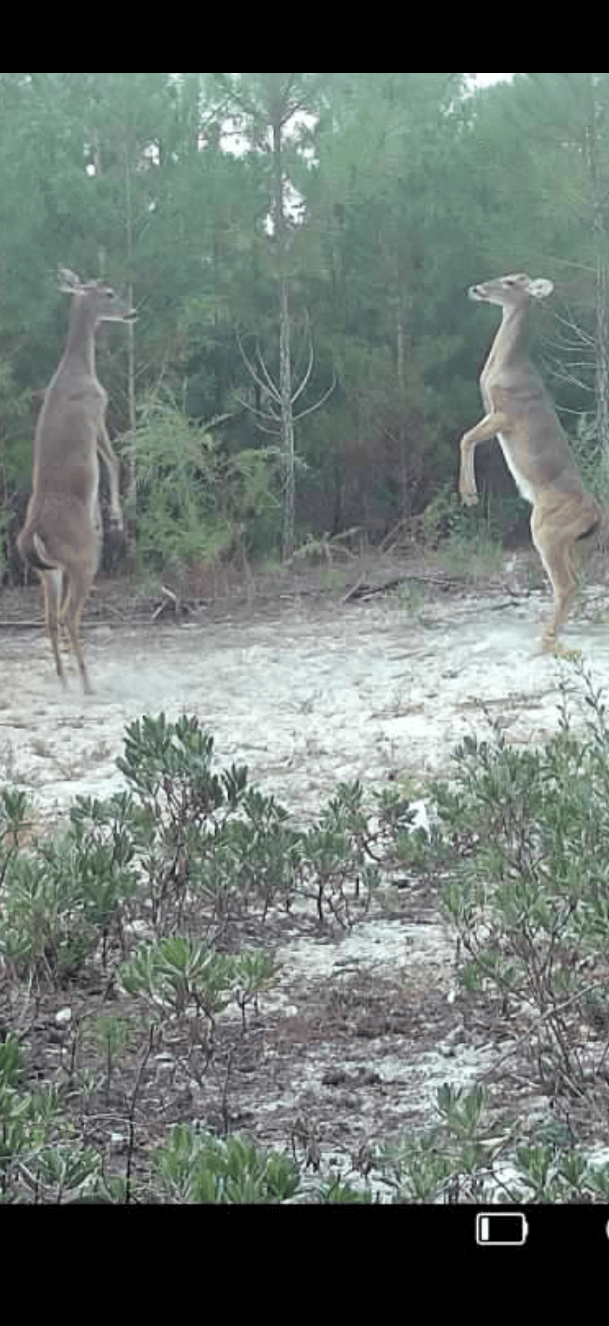 Deer at food plot